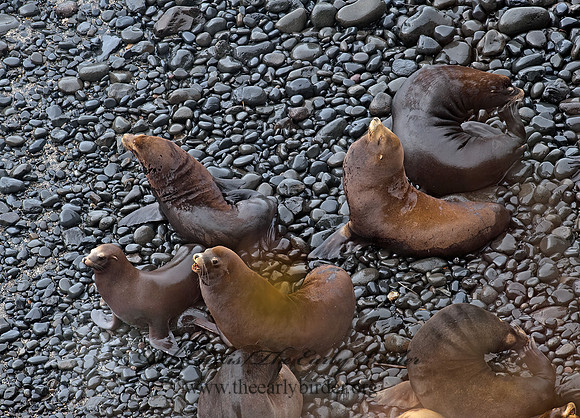 Zalophus californianus  CALIFORNIA SEA LION 8019726z