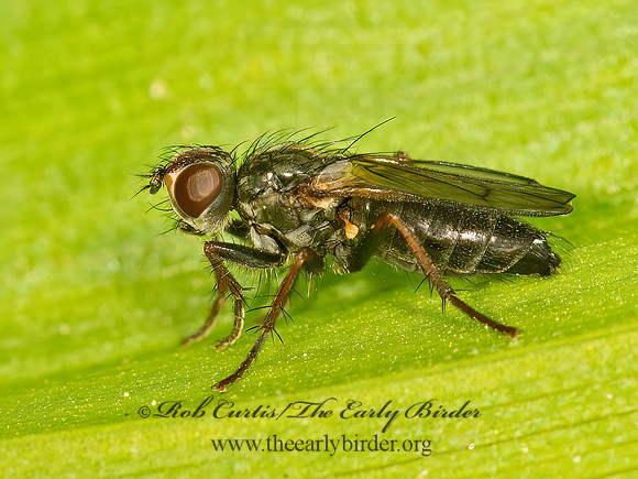 Cordilura adrogans  BLACK DUNG FLY 9058313z