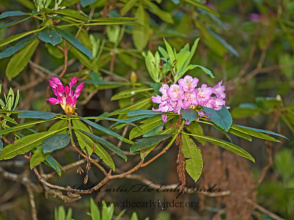 Rhododendrum marophyllum  PACIFIC RHODODENDRUM 9059281z