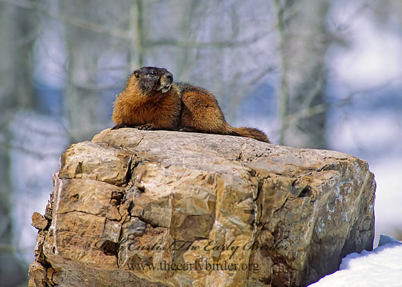 Marmota flaviventris  YELLOW-BELLIED MARMOT 103312z