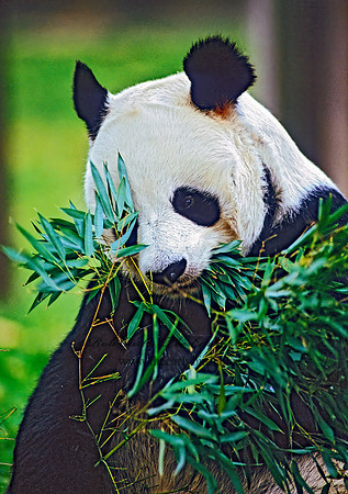 Ailuropoda melanoleuca  GIANT PANDA 159809-1z