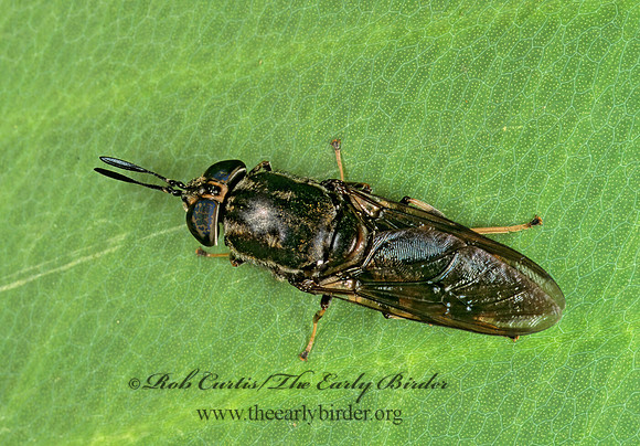 Hermetia sexmaculata  SOLDIER FLY 261909z