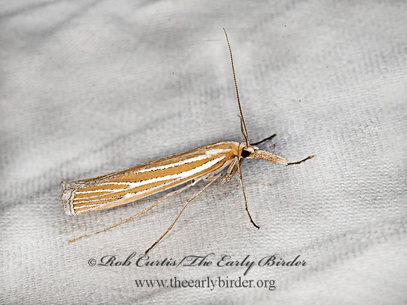Eufernaldia cadarella GRASS VENEER 3037976z