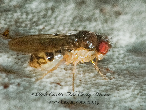 Drosophila VINEGAR FLY 5011201z