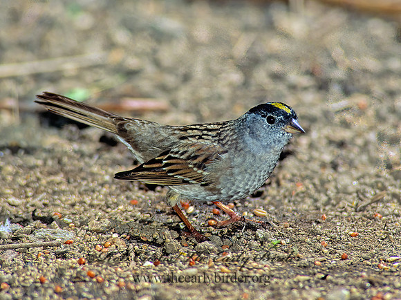 Zonotrichia atricapilla  GOLDEN-CROWNED SPARROW 126908z
