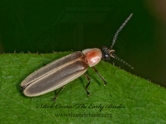 Photinus marginellus  FIREFLY 3015803z