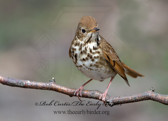 Catharus guttatus  HERMIT THRUSH 9042745z