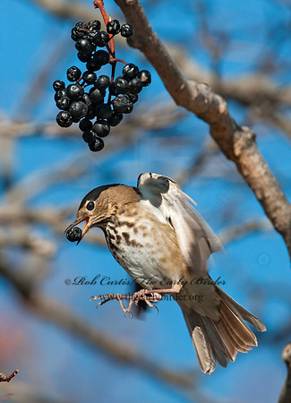 Catharus guttatus  HERMIT THRUSH 3004854z
