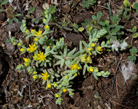 Sedum nuttallii YELLOW STONECROP 3035385z