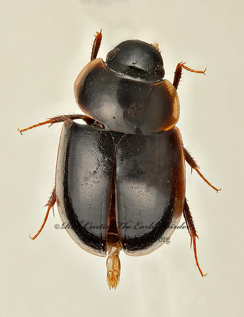 Cymbidiodyta 9019649z