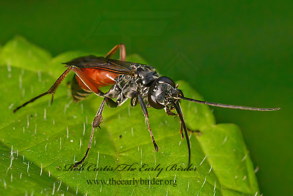 Caliadurgus fasciatellus  SPIDER WASP 1304732z