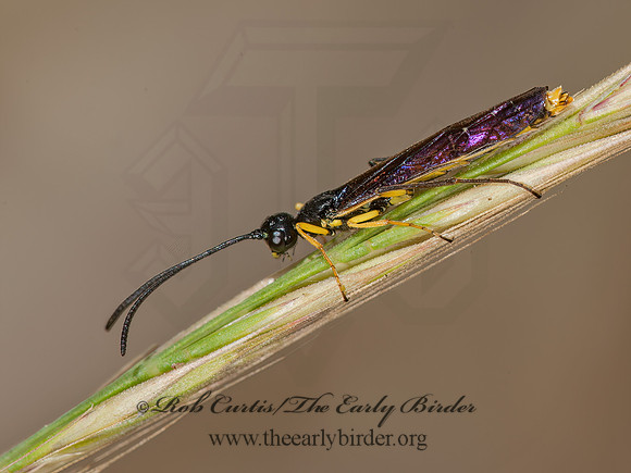 Calameuta clavata  STEM SAWFLY 8037178z