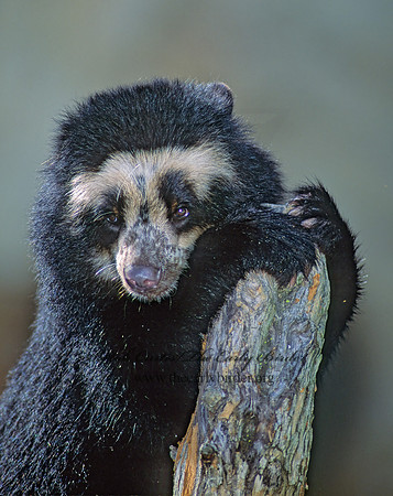 Tremarctos ornatus  SPECTACLED BEAR 79205.1z