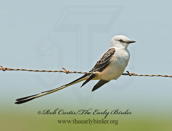 Tyrannus forficatus SCISSOR-TAILED FLYCATCHER 7003918z