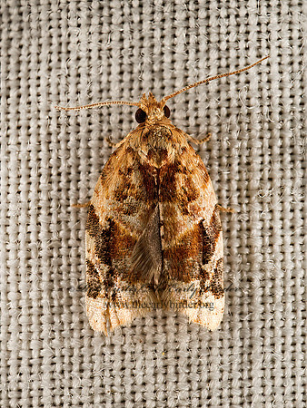Argyrotaenia velutinana  RED-BANDED LEAFROLLER 9050211z
