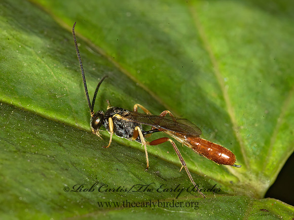 Dusona  CAMPOPLEGINAE ICHNEUMON WASP 9041326z