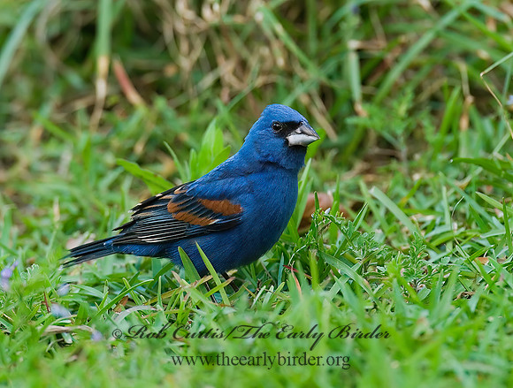 Guiraca caerulea  BLUE GROSBEAK 7002373z