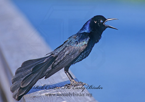 Quiscalus major  BOAT-TAILED GRACKLE 271934z