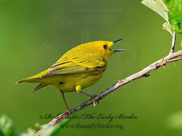 Setophaga petechia  YELLOW WARBLER 9002023z