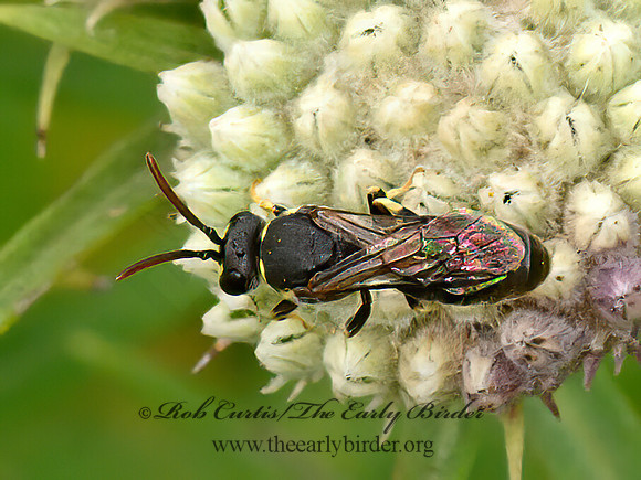 Hylaeus  MASKED BEE 9063631z