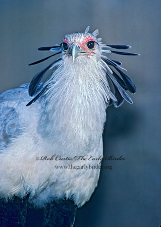 Sagittarius serpentarius  SECRETARY BIRD 79238z