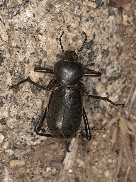 Eleodes grandicollis DARKLING BEETLE 8037086