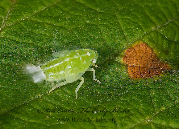 Ormenoides venusta  FLATID PLANTHOPPER 8006896z