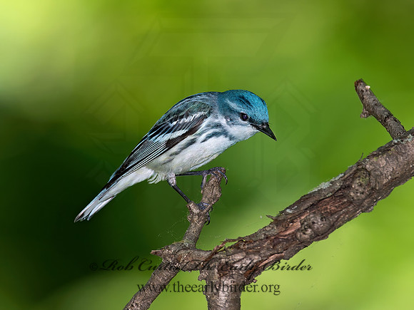 Setophaga cerulea  CERULEAN WARBLER 9023091z