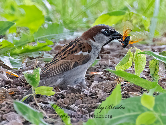 Passer domesticus HOUSE SPARROW 9089228z