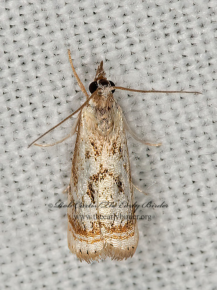 Microcrambus elegans  ELEGANT GRASS-VENEER 9066292z