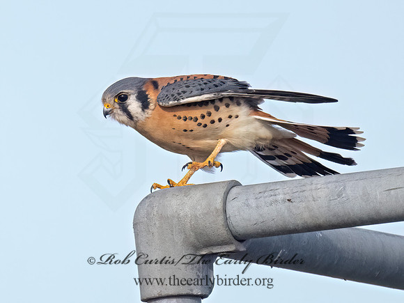 Falco sparverius AMERICAN KESTREL 9086171z