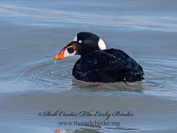 Melanitta perspicillata SURF SCOTER 9093053z