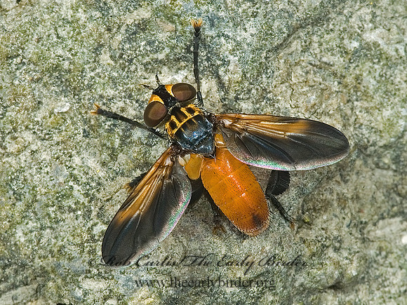 Trichopoda pennipes  FEATHER-LEGGED TACHINID 5014095z