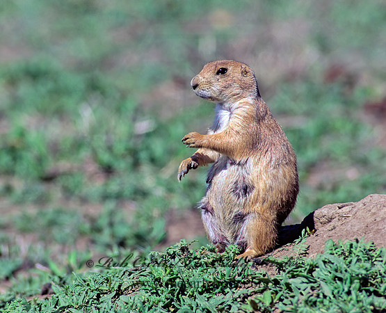 Cynomys ludovicianus  BLACK-TAILED PRAIRIE DOG 134310z