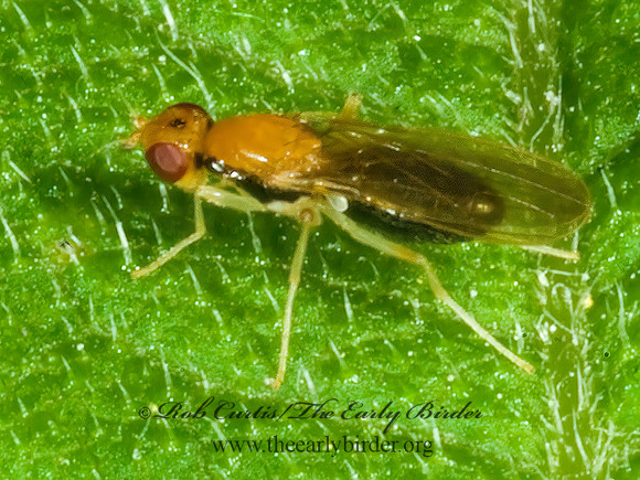 Psila lateralis  RUST FLY 4001849z