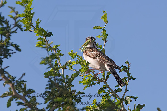 Chondestes grammacus  LARK SPARROW 7005853 z
