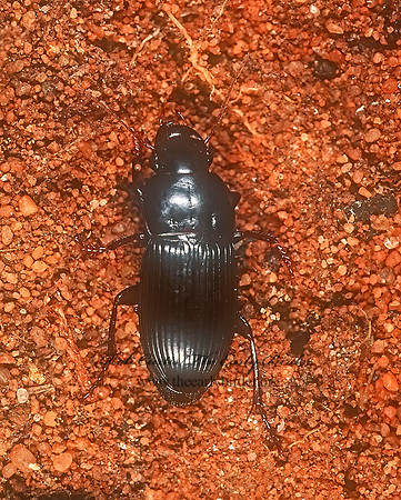 Harpalus viduus 208507z