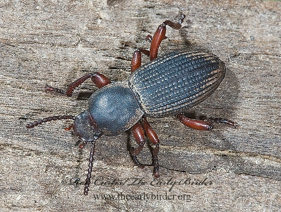 Argoporis costipennis  TENEBRIONINAE DARKLING BEETLE 7008392z