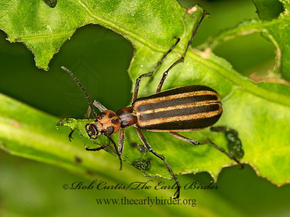 Epicauta vittata  STRIPED BLISTER BEETLE 9050835z