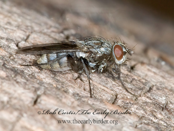Eustalomyia festiva  ROOT-MAGGOT FLY~ 6004327z