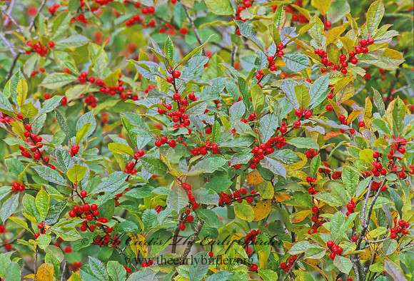 Ilex verticillata  WINTERBERRY 181816z