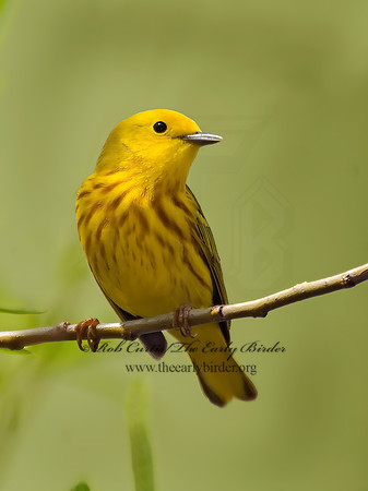 Setophaga petechia  YELLOW WARBLER 7014422z