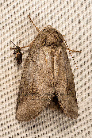 Lochmaeus bilineata  DOUBLE-LINED PROMINENT 9050440z
