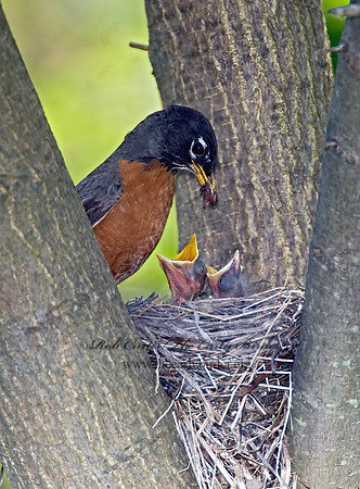 Turdus migratorius  AMERICAN ROBIN 6005458z