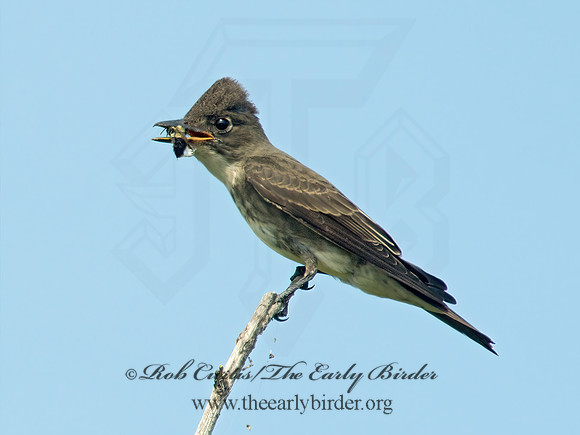 Contopus cooperi  OLIVE-SIDED FLYCATCHER 9003959z