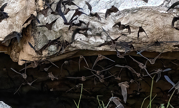 Tadarida brasiliensis  MEXICAN FREE-TAILED BAT 3039106z