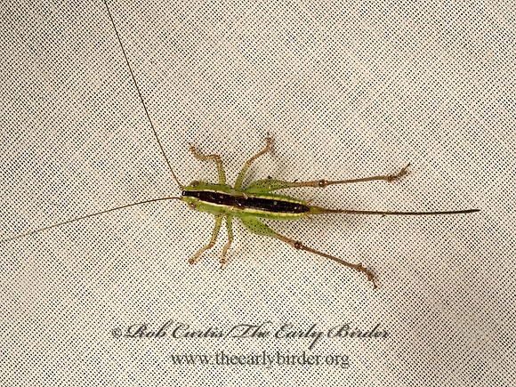 Conocephalus  LESSER MEADOW KATYDID 9051983z