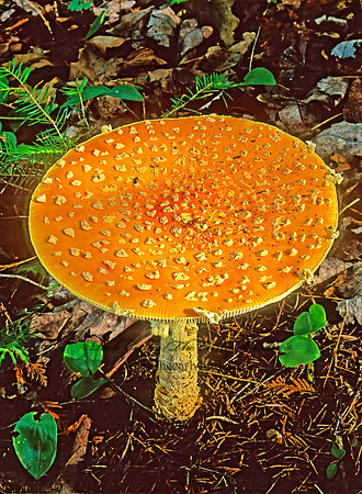 Amanita muscaria  FLY AGARIC 208027z
