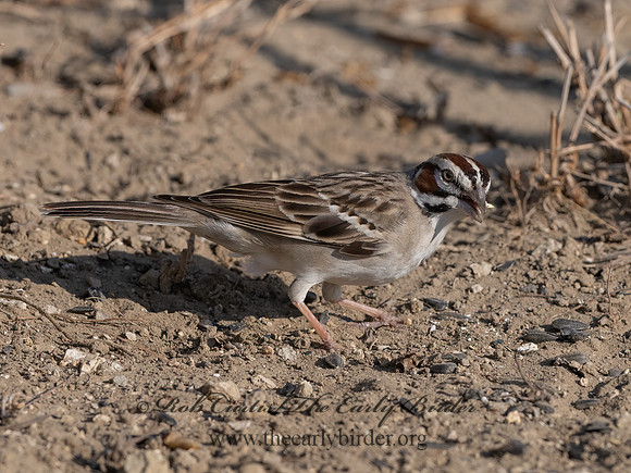 Chondestes grammacus  LARK SPARROW 3033626z