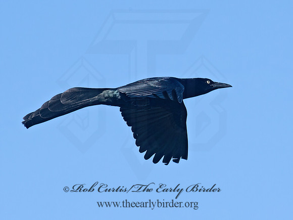 Quiscalus mexicanus  GREAT-TAILED GRACKLE 6039743z